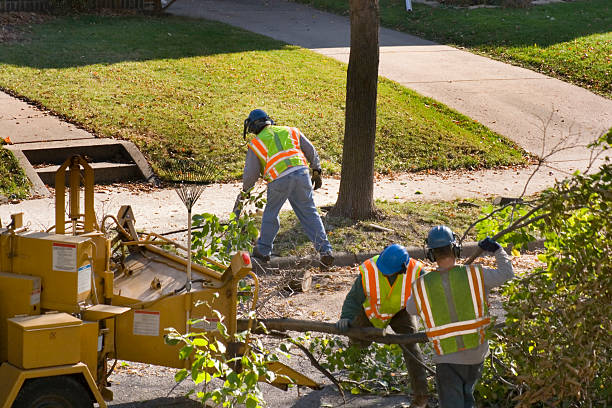 Best Tree Branch Trimming  in Hollymead, VA